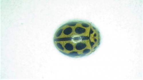 Tytthaspis sedecimpunctata